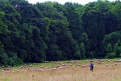 Der Süden des Schutzgebietes wird von Schafen beweidet © M. Bunzel-Drücke