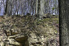 Buchenwald über Muschelkalk © Biologische Station Steinfurt e.V.