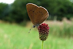 Schwarzblauer Ameisenbläuling auf Wiesenknopf © Michael Gertz