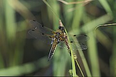 Vierfleck Libelle © Haus der Natur, Biologische Station im Rhein-Kreis Neuss e.V.