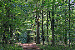 Schattige Buchenwälder © M. Schnieders