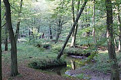 Rotbach im Hiesfelder Wald © Biologische Station Westliches Ruhrgebiet