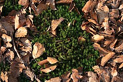 Polytrichum Formosum © Biologische Station Westliches Ruhrgebiet