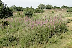 Wisseler Dünen © Naturschutzzentrum im Kreis Kleve