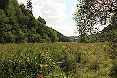 Blick auf den Steilhang © Regionalforstamt Siegen-Wittgenstein