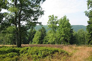 Bergheide auf dem Knickenhagen