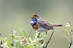 Blaukehlchen © Hans-Martin Kochanek