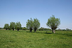 Kopfbaumreihe in der Rietberger Emsniederung © Biologische Station Gütersloh-Bielefeld