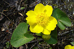 Sumpfdotterblume © Biologische Station im Kreis Wesel e.V.