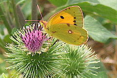 Goldene Acht © Haus der Natur, Biologische Station im Rhein-Kreis Neuss e.V.