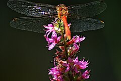 Libelle im Meinweg © Naturschutzstation Haus Wildenrath