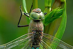 Kleine Königslibelle © Jochen Rodenkirchen