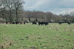 Heckrinder © NABU-Naturschutzstation Münsterland e.V.