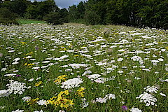 Blütenreiche Glatthaferwiese © Biologische Station Gütersloh-Bielefeld