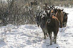 Ziegenherde © Naturschutzzentrum Märkischer Kreis e.V.