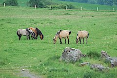 Dülmener Pferde © Naturschutzzentrum Märkischer Kreis e.V.