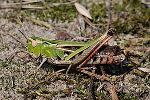 Heide Grashüpfer