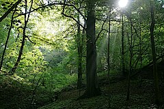 Buchwald im Dhünntal © Biostation-Rhein-Berg