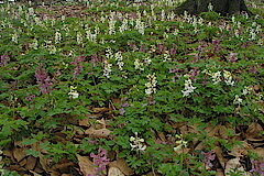 Hohler Lerchensporn © Biologische Station Gütersloh-Bielefeld