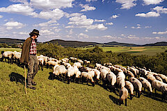 Schäfer mit Schafherde auf Magerrasen © Frank Grawe