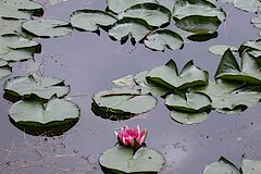 Seerose © Biologische Station Bonn / Rhein-Erft