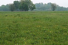 Sumpfdotterblumenwiese © Biologische Station Gütersloh-Bielefeld