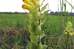 Großfer Klappertopf © Biologische Station Steinfurt e.V.