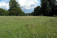 Ochsenheide im Spätsommer © Biologische Station Gütersloh-Bielefeld