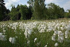 Wollgras © Biologische Station Oberberg