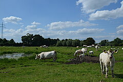 Charolais-Herde © Dietrich Cerff