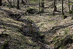 Kerbtal im Habichtswald © Biologische Station Kreis Steinfurt e.V.