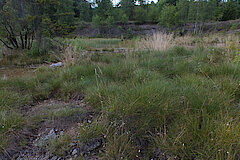 Wollgrasreicher Nassbereich in der Naehe des grossen Weihers © Biologische Station Siegen-Wittgenstein