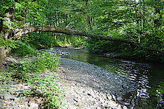 Natur pur an der Ruhr © Werner Schubert