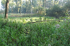 Ilverich © Haus der Natur, Biologische Station im Rhein-Kreis Neuss e.V.