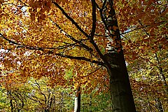 Herbst im Buchenwald © Detlev Rygusiak