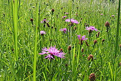 Wiesenflockenblume © Haus der Natur, Biologische Station im Rhein-Kreis Neuss e.V.