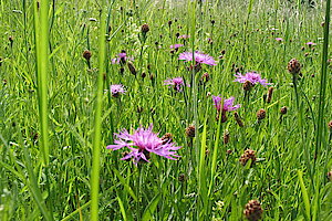 Wiesenflockenblume