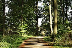 Waldweg © Ute Prang