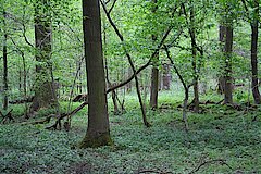 Naturnaher Wald © Biologische Station Bonn / Rhein-Erft