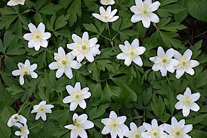 Das Buschwindröschen ist ein häufiger Frühjahrsblüher im Hochwald.