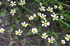 Flutender Hahnenfuss in der Weiß © Michael Gertz