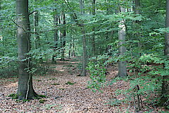 Naturnahe Eichen- und Buchenwälder © NABU Naturschutzstation Münsterland e.V.