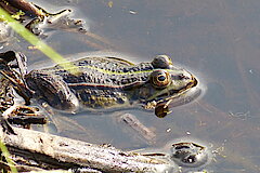 Wasserfrosch © NABU NRW