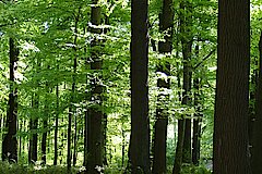 Waldmeister-Buchenwald in den Baumbergen © Birgit Stephan