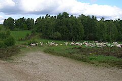 Landschaftspfleger bei der Arbeit © Peter Fasel