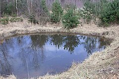 Relativ selten und bei der Tierwelt begehrt: sonnige Tümpel auf Wildwiesen © Biologische Station Bonn / Rhein-Erft