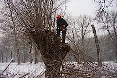 Der Schnitt der Kopfweiden durch die Biol. Station erfolgt immer im Winter © Biologische Station Bonn / Rhein-Erft