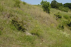 Magere Wegböschung © Biologische Station HSK