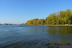 Mündung der Sieg in den Rhein, oft mit vielen Wasservögeln © Biologische Station Bonn / Rhein-Erft