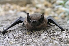 Zwergfledermaus © Ewald Thies